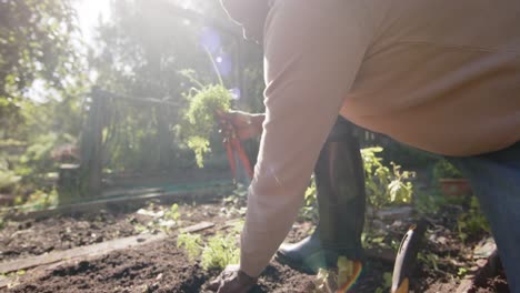 senior african american man picking vegetables in sunny garden, slow motion