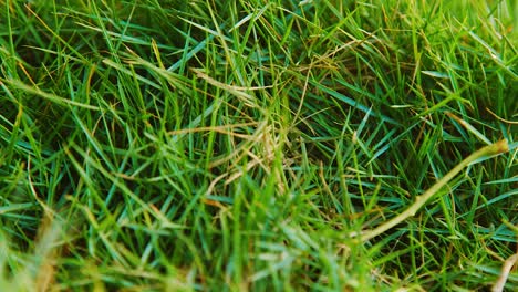 hierba verde con rastros de pasos en el campo - primer plano deslizante