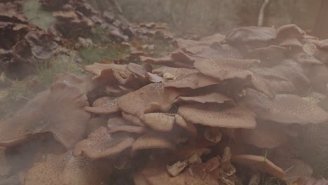 Dolly-In-Der-Honigpilz-Pilzkolonie-Im-Nebligen-Wald-Am-Morgen