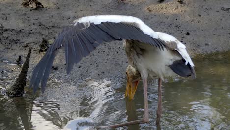 milky stork with it's mouth open in the water, hunting for fish -slowmo