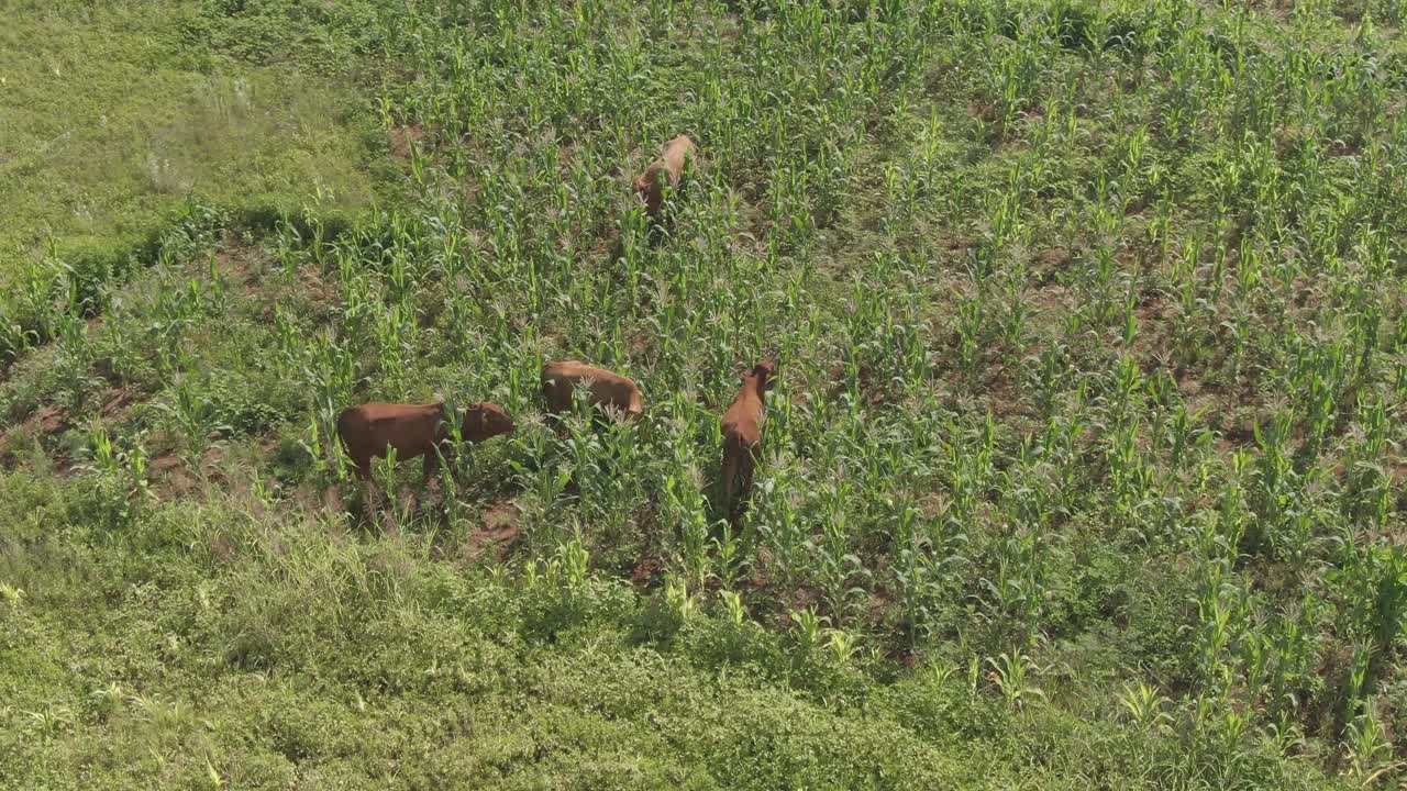 옥수수 밭에서 풀을 뜯는 소의 드론 항공 영상