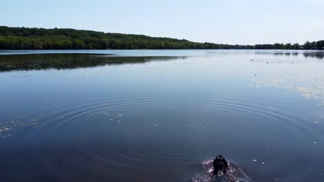 aerial view showing dog jumping into natural lake and swimming during sunny day in quebec