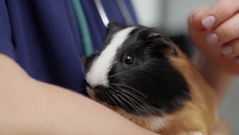 close up of female vet holding guinea pig on the hand.