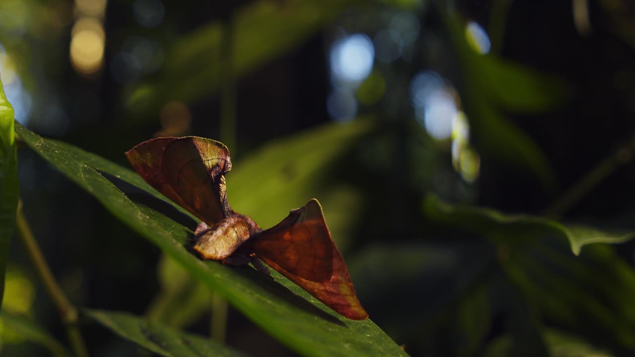 parte trasera de una polilla sentada sobre una hoja con sus alas triangulares camufladas como una hoja muerta apatelodidae