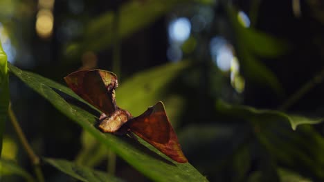 back side of a moth sitting on a leaf with its triangular wings camouflaged as a dead leaf apatelodidae