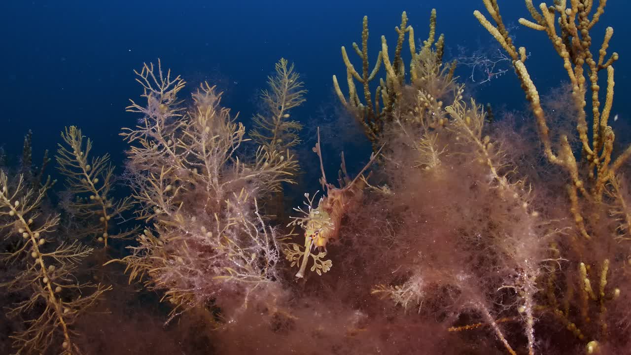 dragón de mar frondoso con huevos 4k cámara lenta sur de australia
