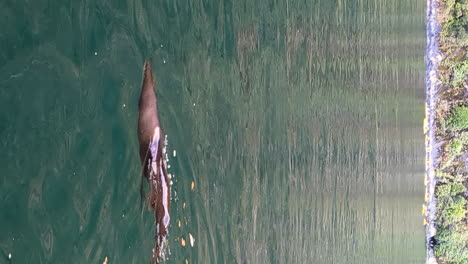 Fur-Seal-showing-off-near-sailing-boat-in-New-Zealand,-vertical-video