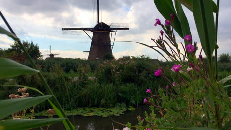 Beautiful,-framed-wide-shot-of-flowers,-water-and-windmill-in-distance-at-Kinderdijk,-Amsterdam,-The-Netherlands,-Holland,-HD