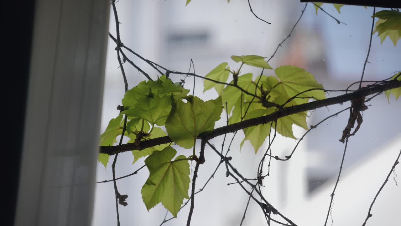 Close-Up of Vegetations in an Office Coming from Outside