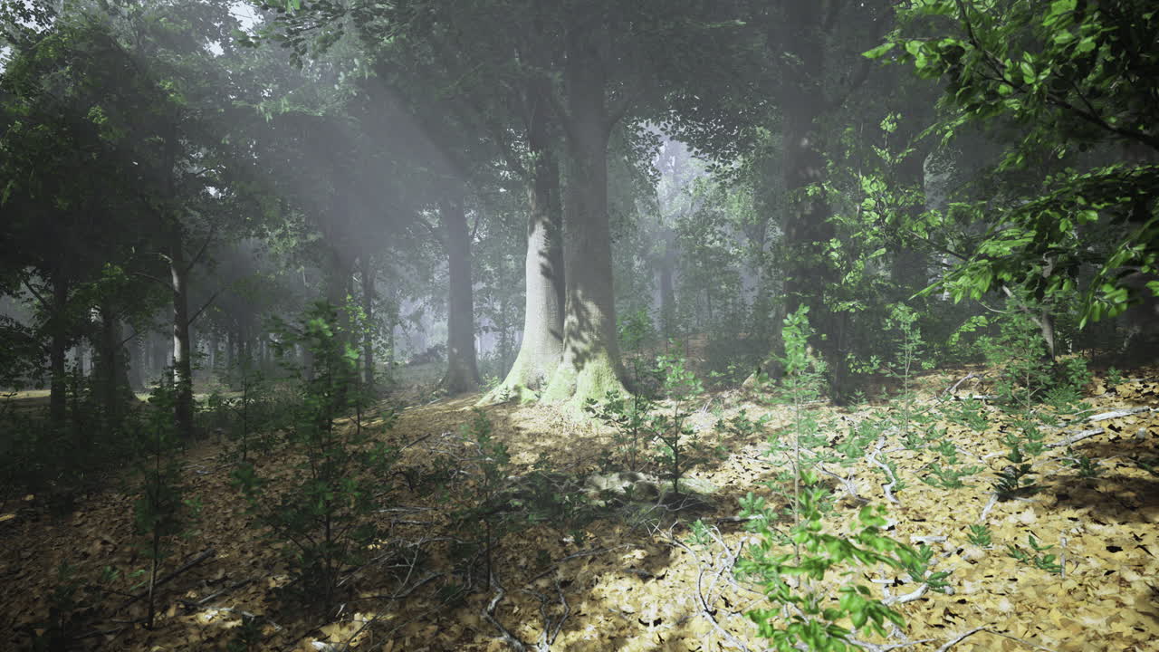 Sunlight filters through trees in a serene forest landscape