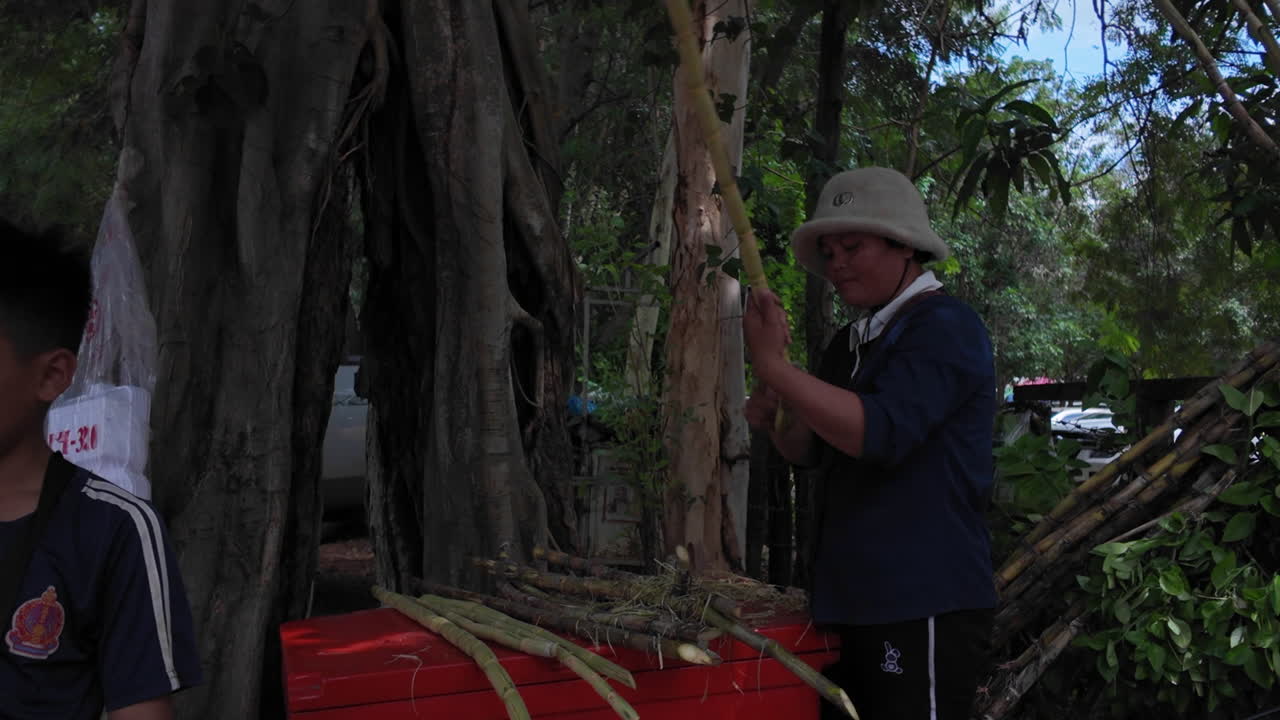 A woman peels a stalk of sugarcane beside a large tree with a boy in the foreground