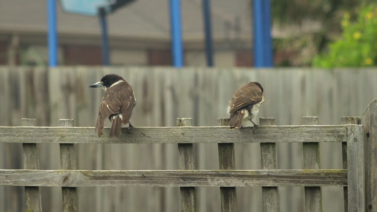 Adult and Juvenile Butcherbird Perched On Fence Trellis Australia Gippsland Victoria Maffra