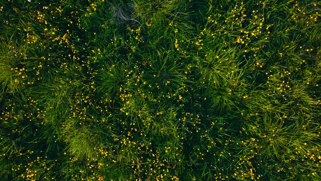Ascending On Yellow Wildflower Fields And Green Grass. Aerial Shot