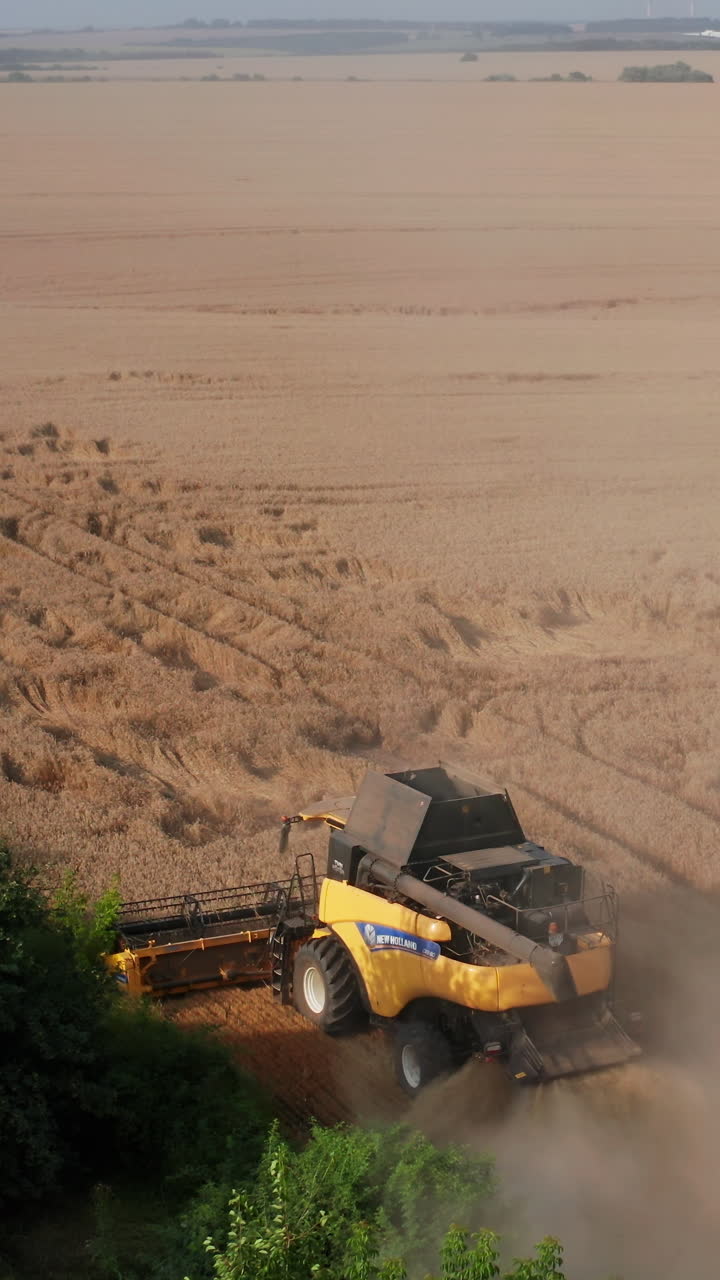 Yellow wheat landscapes. Aerial view of big combine working on the field. Vertical video