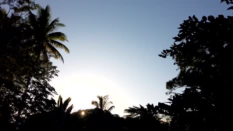 a full sunset time lapse in a garden with tall trees silhouetted against the light