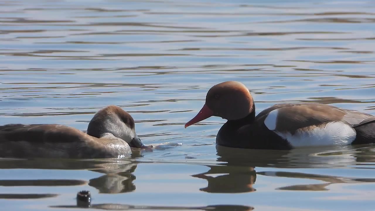 Moriglioni dal ciuffo rosso che nuotano e si nutrono in un lago