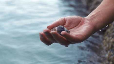 hands of woman with a seashell