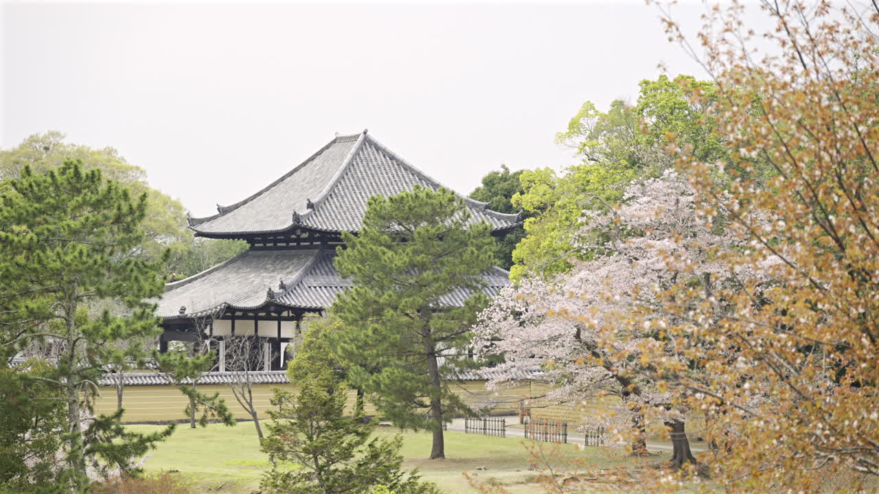 Cherry blossom trees in full bloom surrounding historic Todai-ji Temple. Nara, Japan