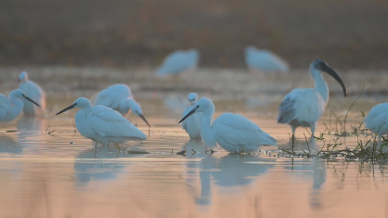 стадо птиц, ловящих рыбу утром