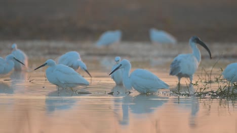 flock of birds fishing in morning