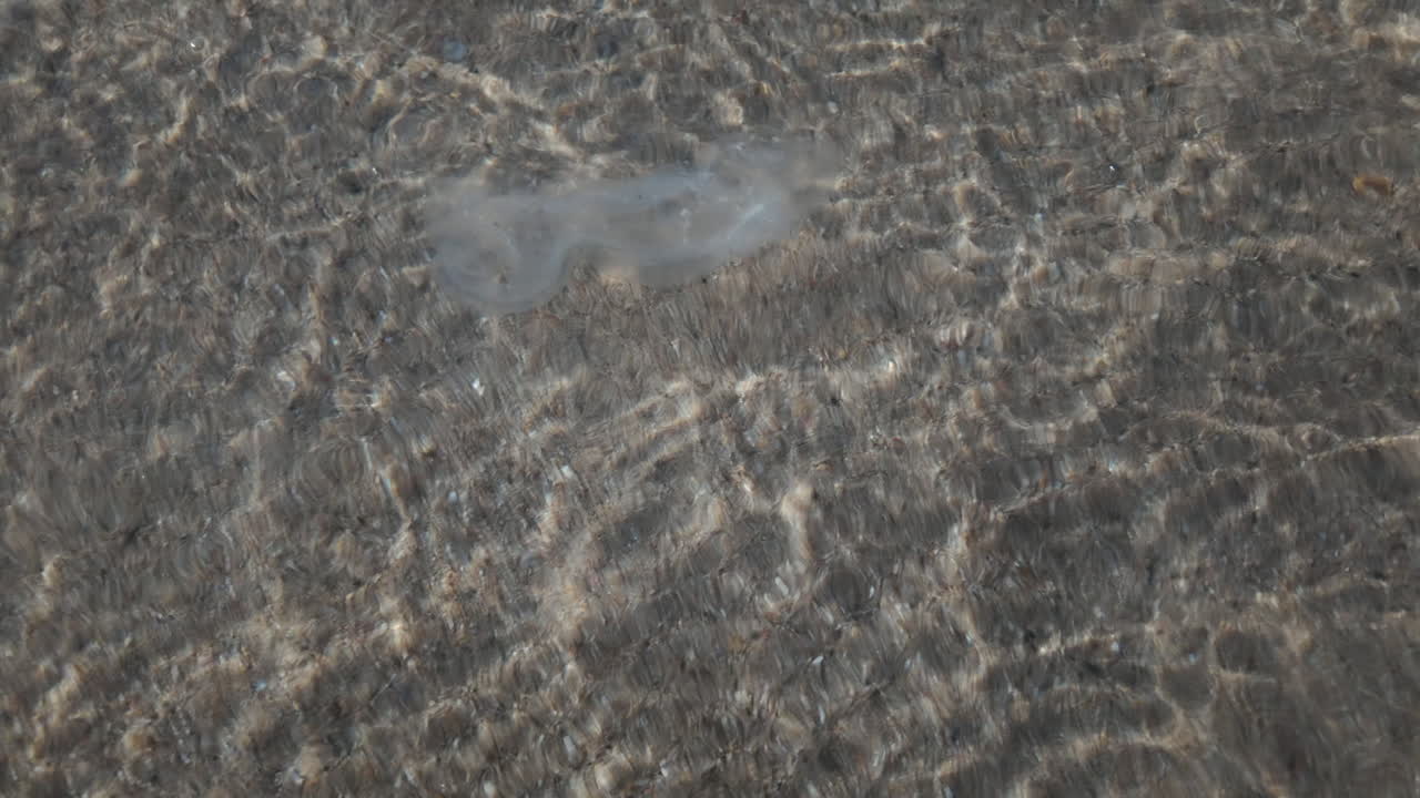 Close up of a transparent jellyfish floating in shallow clear water with sunlight reflections