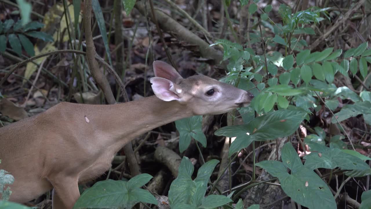 un ciervo se alimenta de hojas en la selva tropical de costa rica
