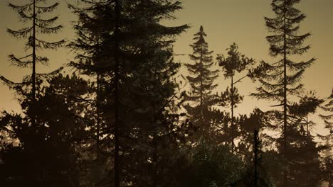 misty-nordic-forest-in-early-morning-with-fog