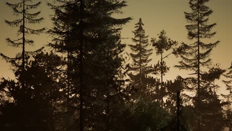 misty nordic forest in early morning with fog