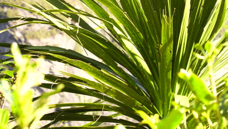 cabbage tree or bush