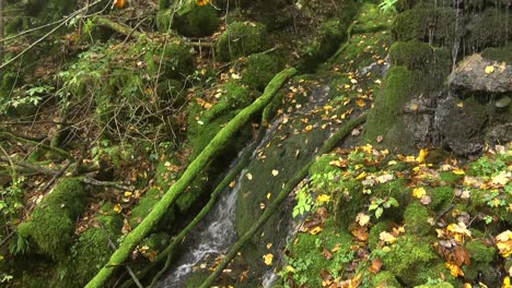 small stream running over mossy rocks in forest, autumn leaves, right pan