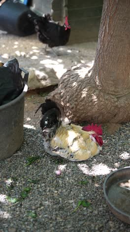 chickens in a garden