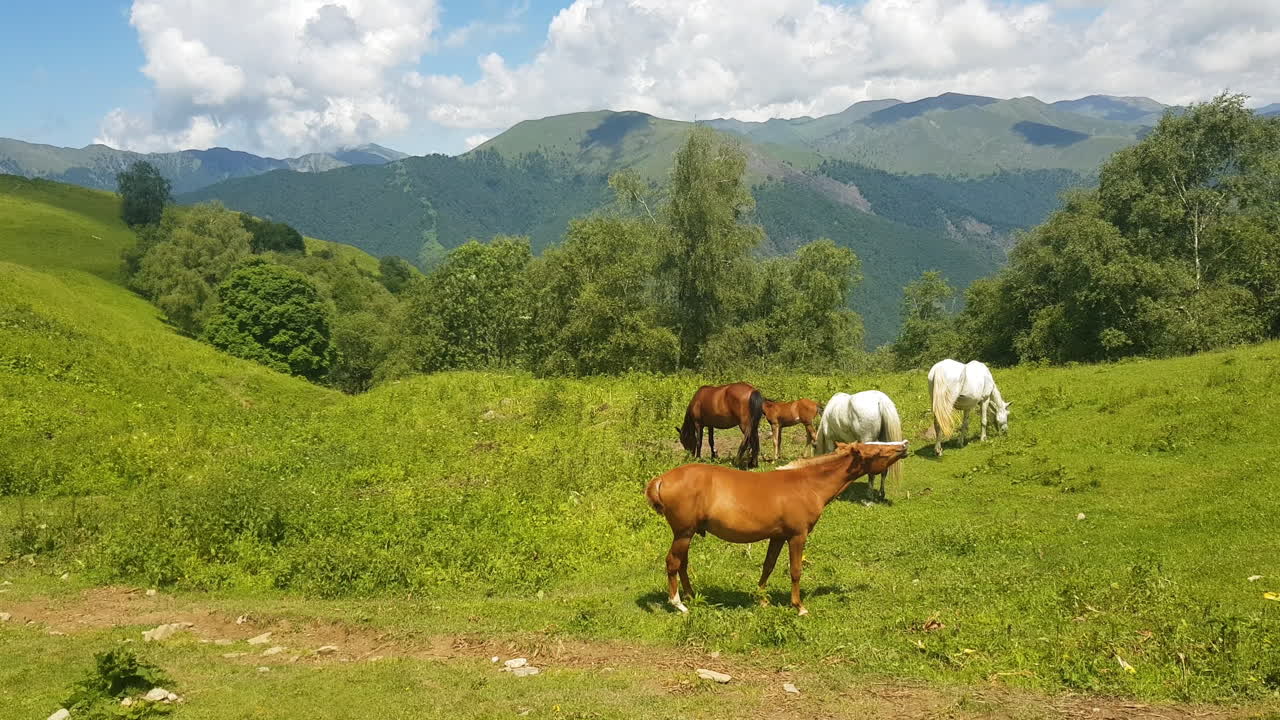 caballos pastando en el verde paisaje rural de azerbaiyán en un soleado día de verano