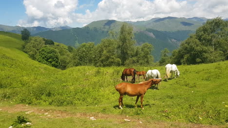 horses grazing in green countryside landscape of azerbaijan on sunny summer day