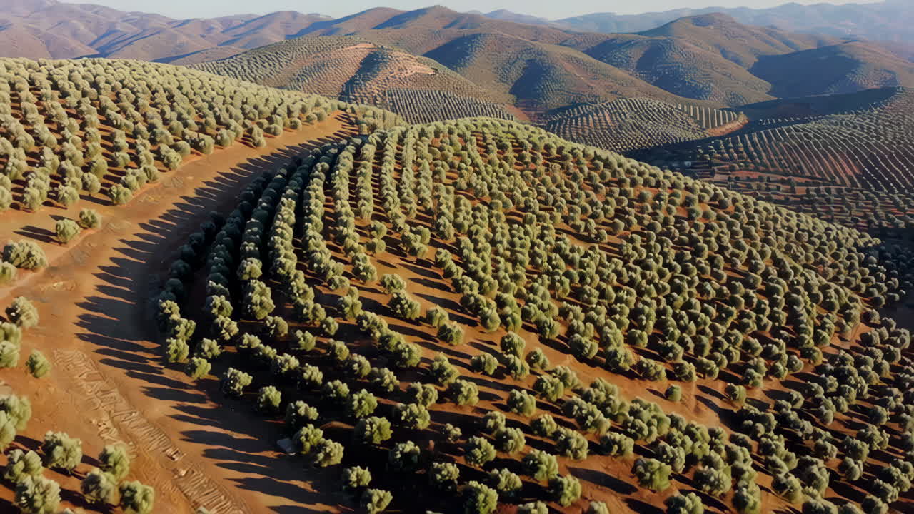 Olive Grove Landscape Aerial View