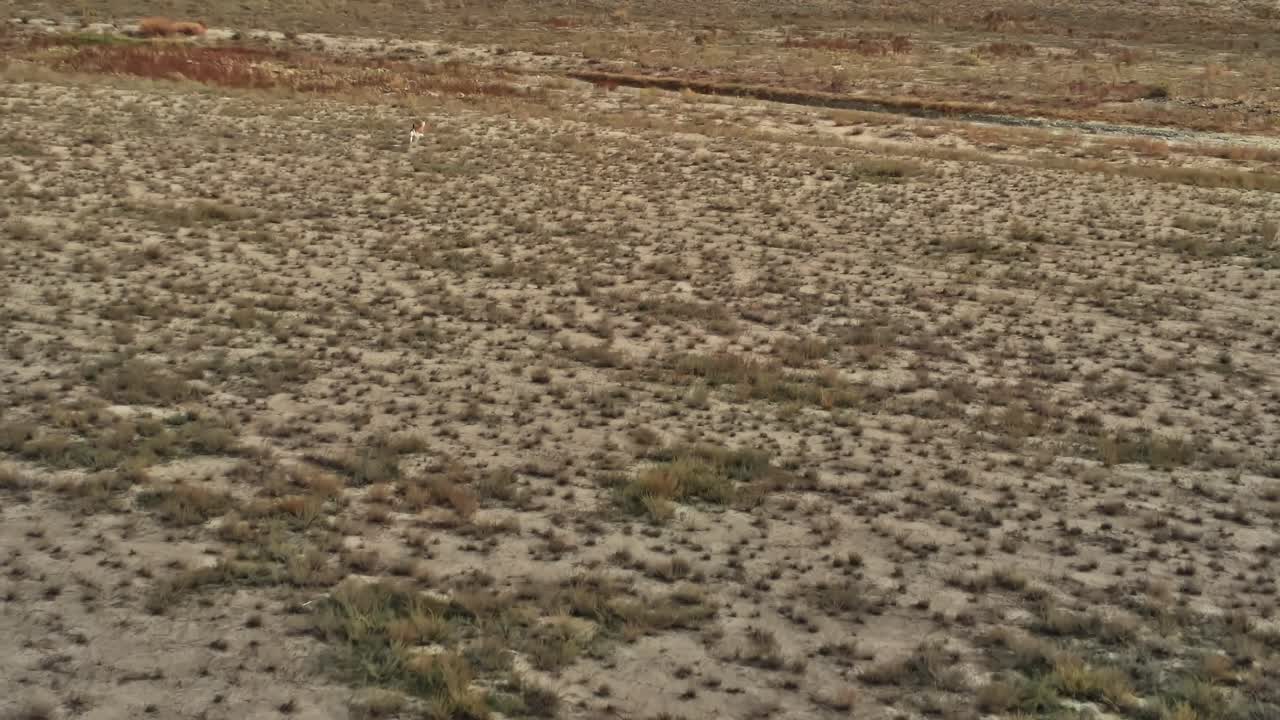 Dry landscape with sparse vegetation in Georgia Caucasus region