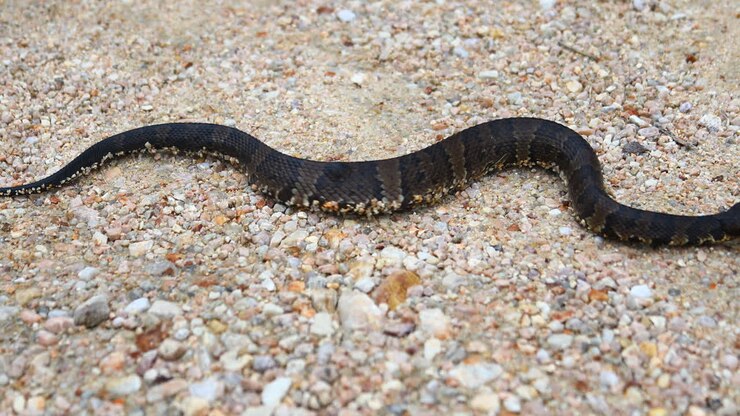 Dit is een video van een jonge giftige watermoccasinslang.
