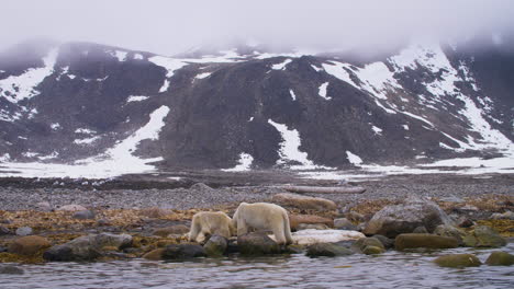 polar bear and skinny calf feed on whale blubber in the arctic