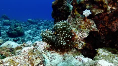 wide angle shot of clark's anemonefish on coral reef