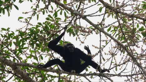 sosteniendo firmemente en una rama luego deja caer su mano izquierda extendiendo sus dedos mirándolos mientras está sentado en una rama extendiendo sus piernas para equilibrarse, gibón pileado hylobates pileatus, tailandia