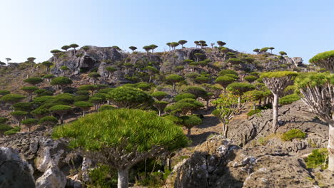 rocky mountain with dragon blood trees at firmhin forest in socotra island, yemen