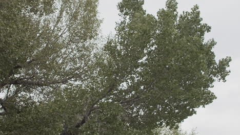 wide slow motion shot of several cottonwood tree branches blowing in the wind