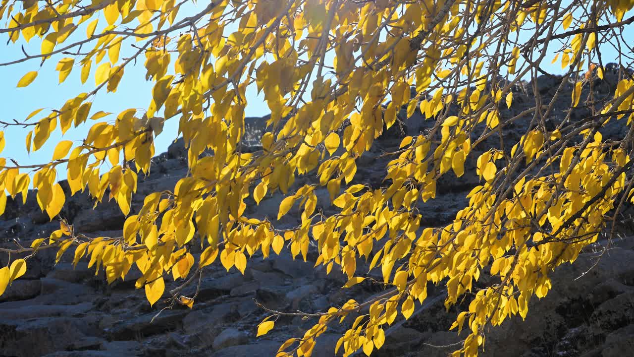 Vibrant, golden-yellow autumn leaves glow in the bright sunlight against a clear blue sky and dark rocks in Mongolia. A beautiful, crisp scene of seasonal change in nature