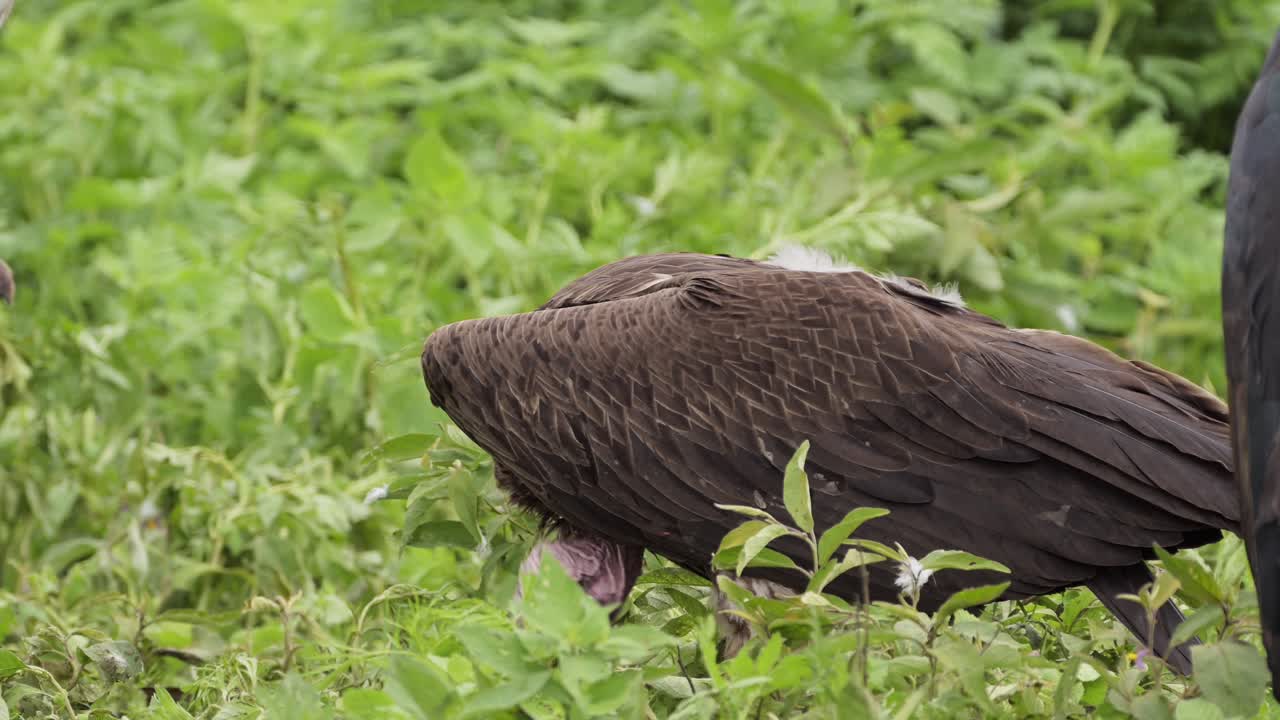 buitre y cigüeña marabú en el parque nacional del serengeti, alimentándose comiendo y carroñeros de cerca en tanzania en áfrica en safari de vida silvestre africano animales de juego
