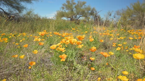 Schöne-Orangefarbene-Mohnblumen-Und-Grünes-Gras-Auf-Der-Wiese-Im-Frühling-Mit-üppigen-Bäumen-Im-Hintergrund---Mittlere-Aufnahme