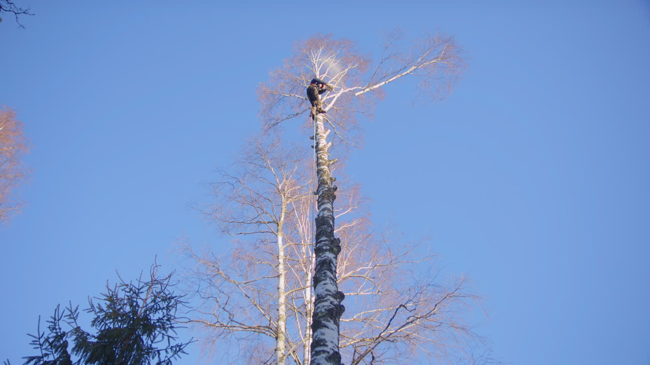 Female arborist high up in birch tree cuts off branch with petrol chainsaw