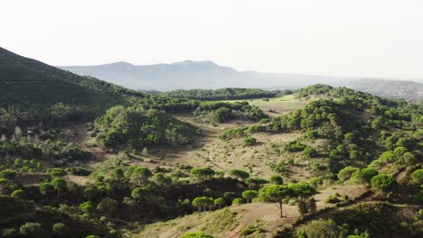 disparo de avión no tripulado de paisaje montañoso empapado de sol con bosques, montañas, campos y árboles
