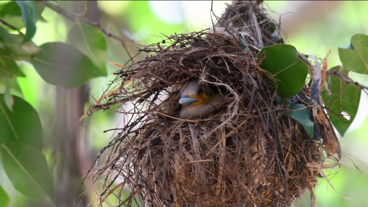 Il beccolargo dal petto argentato è un uccello famoso in Thailandia, sia a livello locale che internazionale.