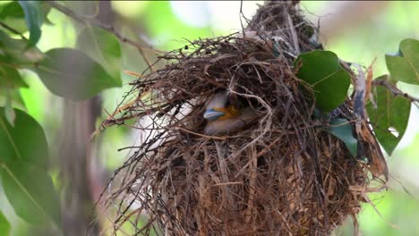 Der-Silberbrust-breitschnabel-Ist-Ein-Berühmter-Vogel-In-Thailand,-Sowohl-Lokal-Als-Auch-International