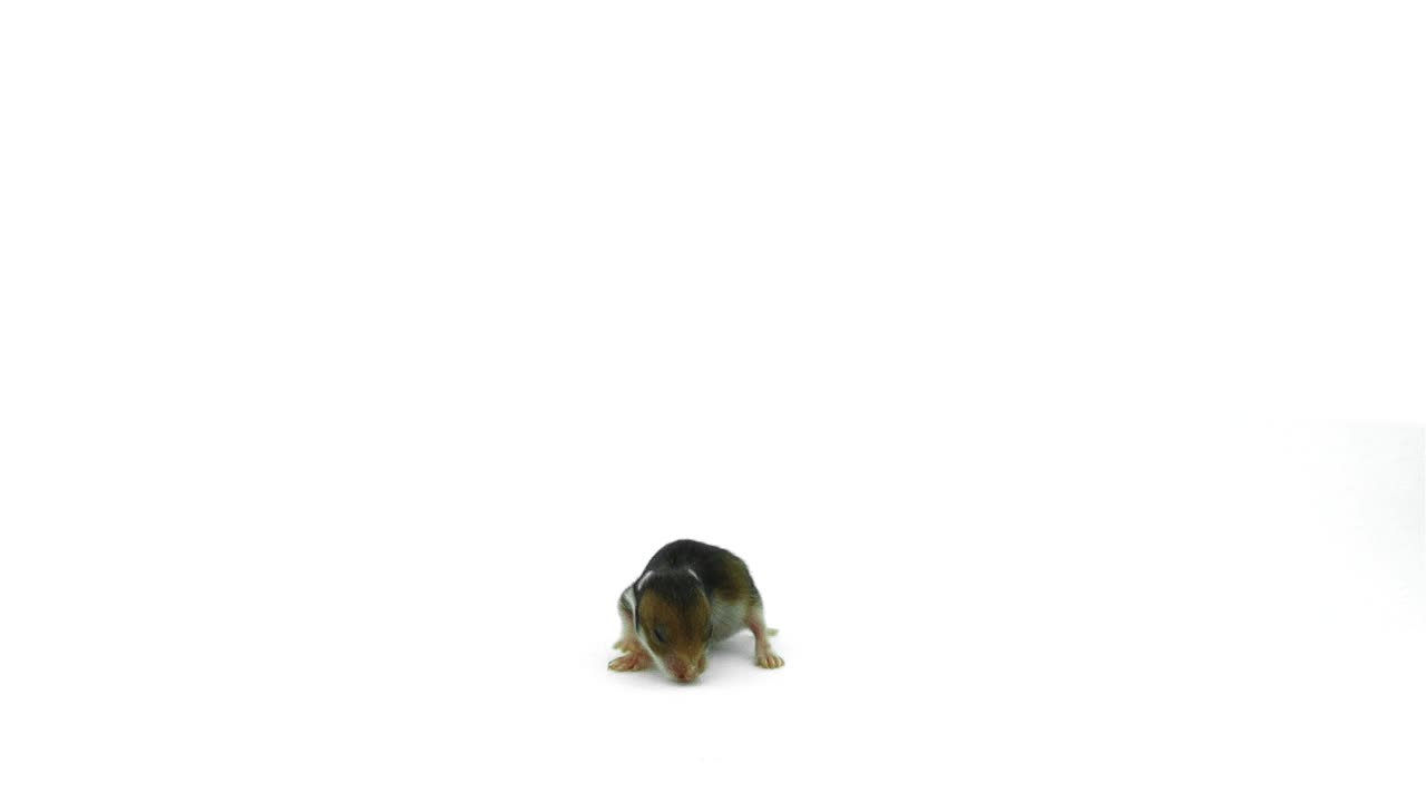 Rolig nyfödd hamster