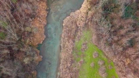 Aerial-top-down-shot-of-a-bald-eagle-flying-over-an-azure-creek-full-of-salmon-at-Harrison-Mills,-British-Columbia,-Canada